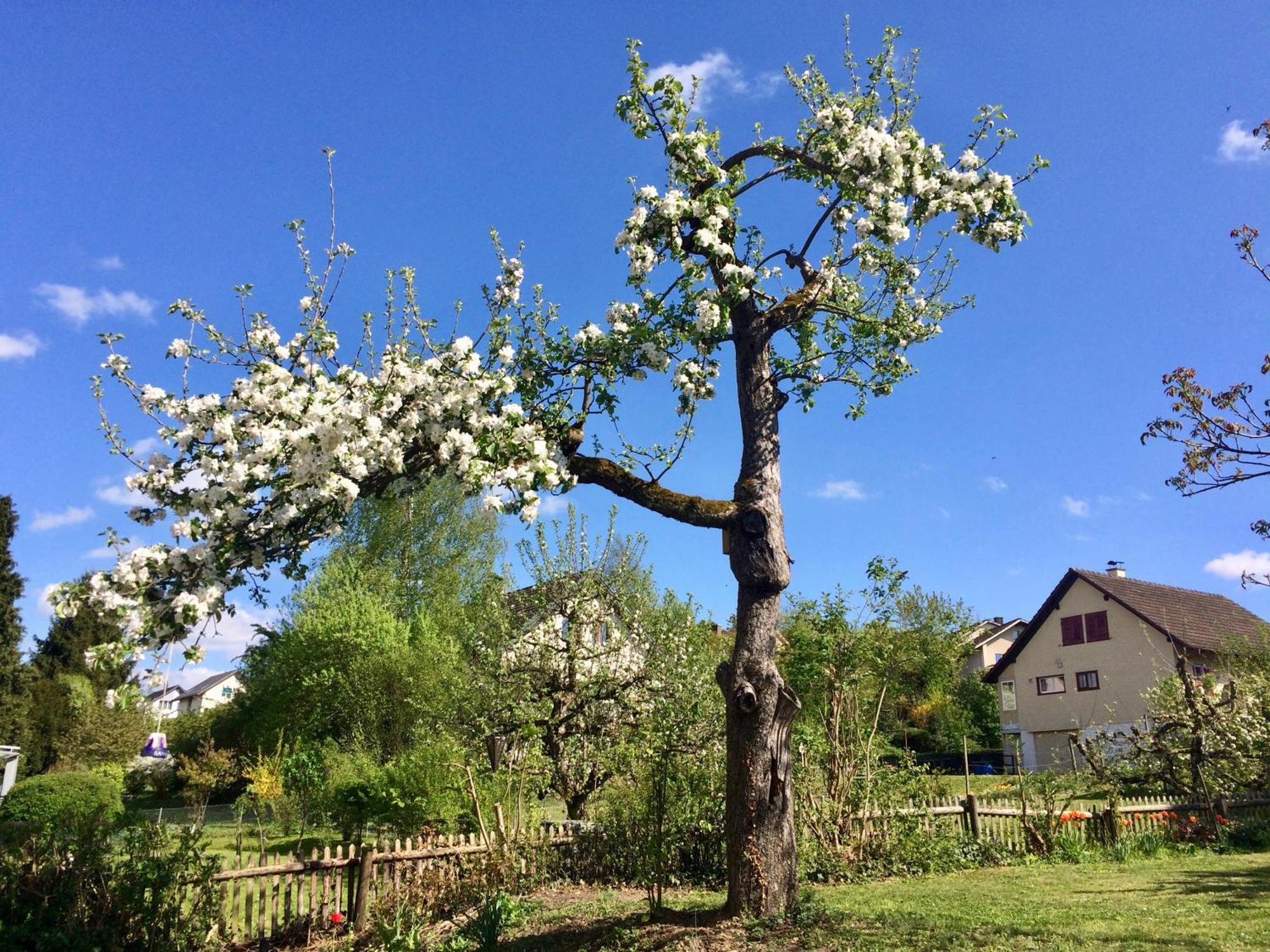 Guntli'S Family Guesthouse Andelfingen Dış mekan fotoğraf